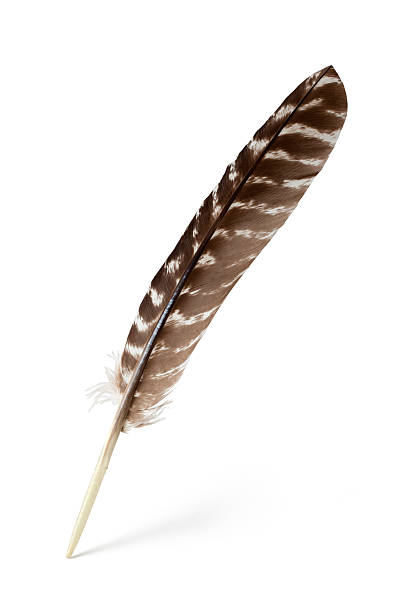 Natural Turkey Feathers